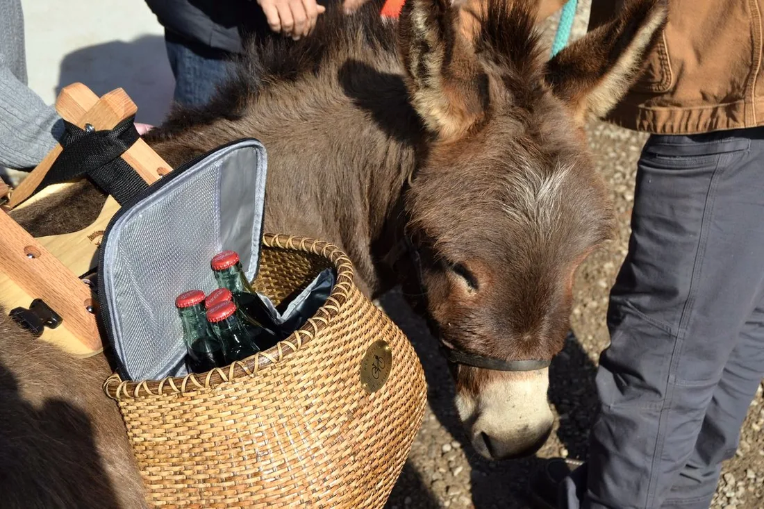 A miniature donkey carrying a welcome basket of drinks greets corporate guests arriving at Cedar Pond Farms.