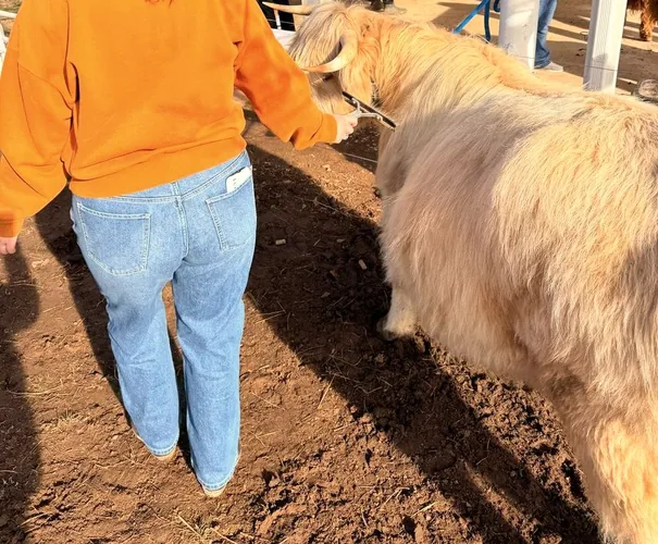 A corporate guest leads a white Scottish Highland cow during a team experience on the farm.