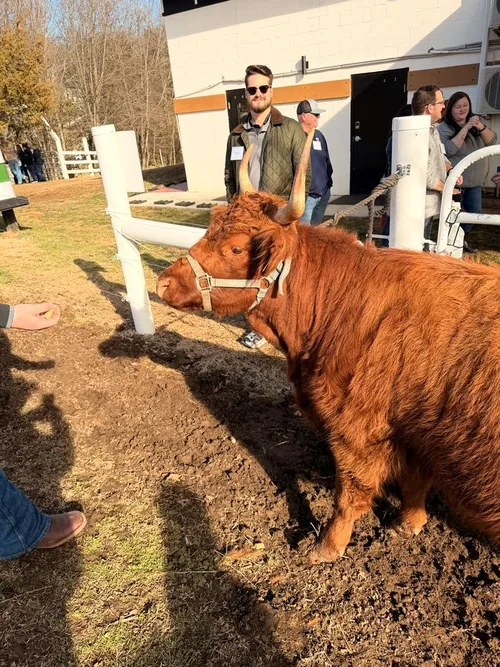 A Scottish Highland calf in the barnyard, met by corporate groups on their break at Cedar Pond Farms.