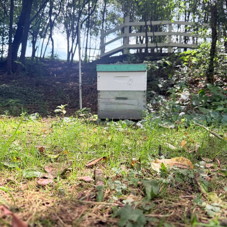 La colmena de Cedar Pond Farms — una caja de colmena blanca y verde azulado a la sombra junto al bosque, con una cerca blanca detrás