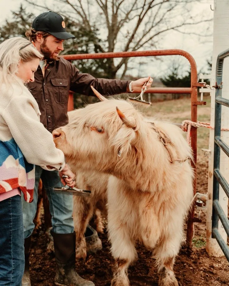 A visitor hand-feeding a shaggy Scottish Highland cow at Cedar Pond Farms near the Smoky Mountains