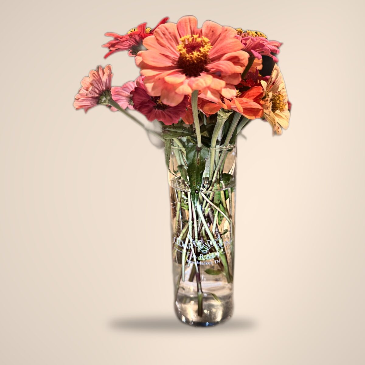 A glass vase of fresh zinnias with the Cedar Pond Farms engraving, on a soft cream background