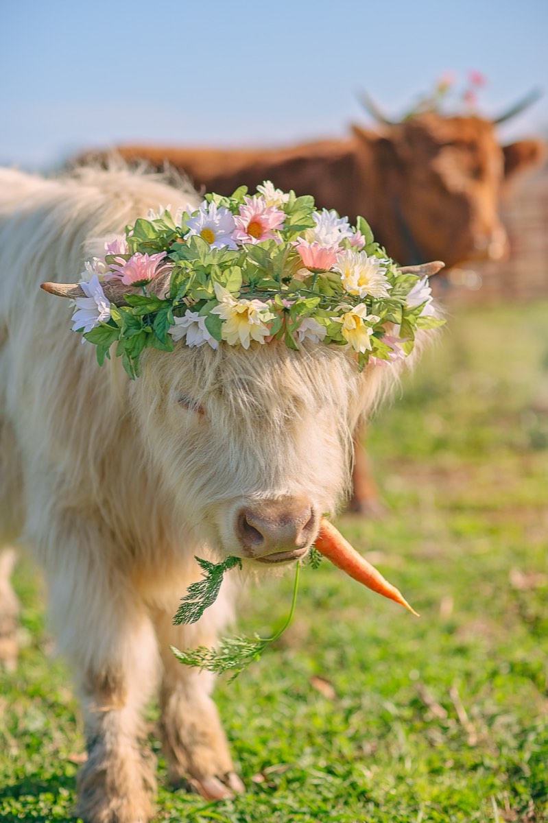 Blondie, la vaca Highland escocesa de Cedar Pond Farms