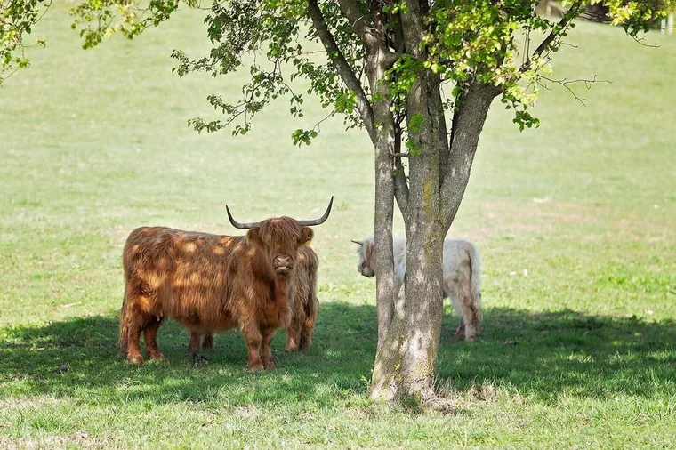 Two of our Scottish Highland fluffy cows graze in the shade of the farmyard around the FishHouse tiny home at Cedar Pond Farms.