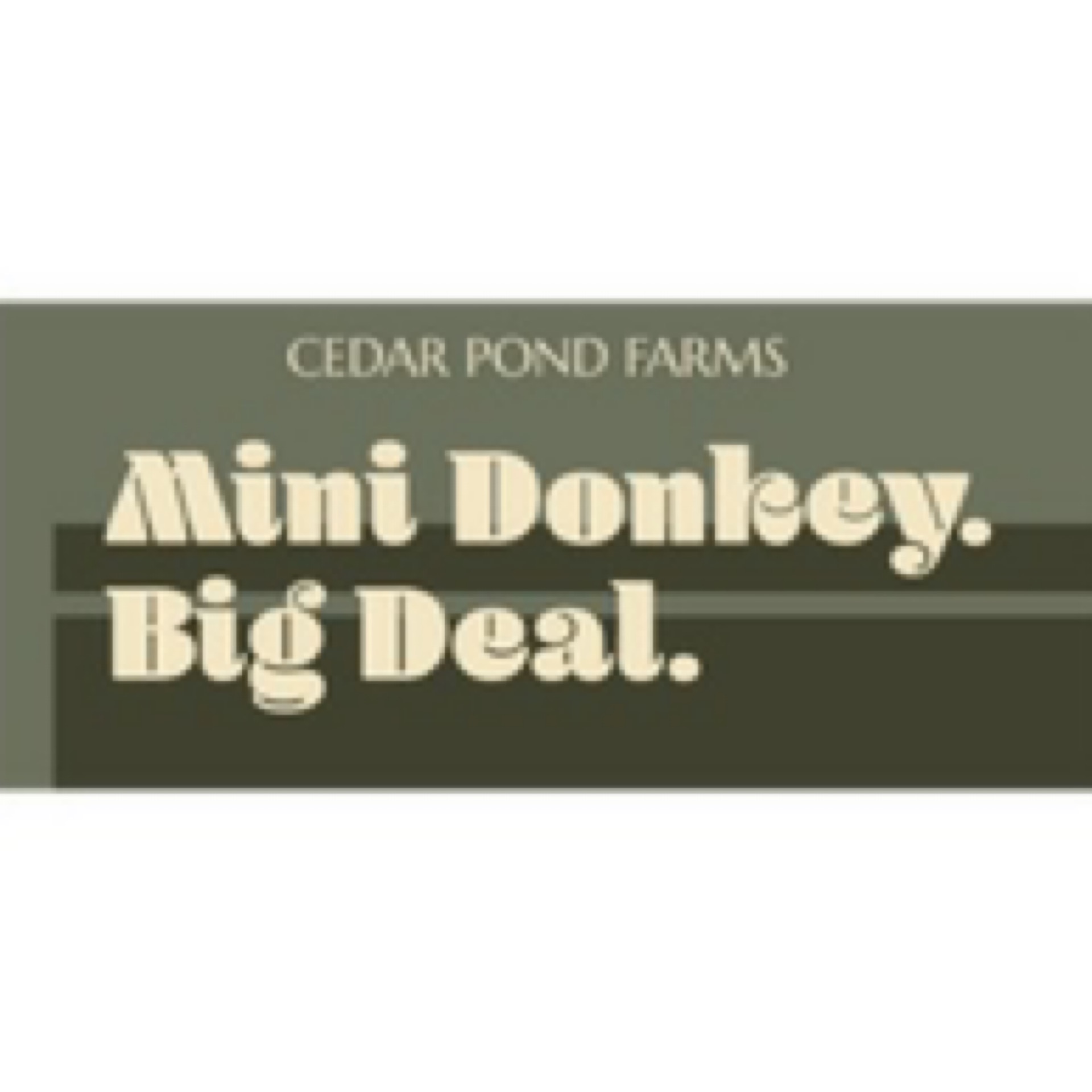 Mini Donkeys are a Big Deal at the Cedar Pond Farms gift shop — our fluffy Highland cow farm just outside the Smoky Mountains.