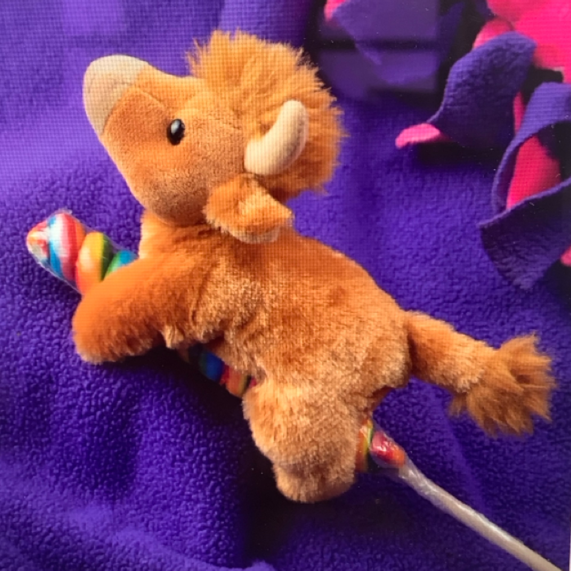 Lollipop Highland Cow at the Cedar Pond Farms gift shop — our fluffy Highland cow farm just outside the Smoky Mountains.