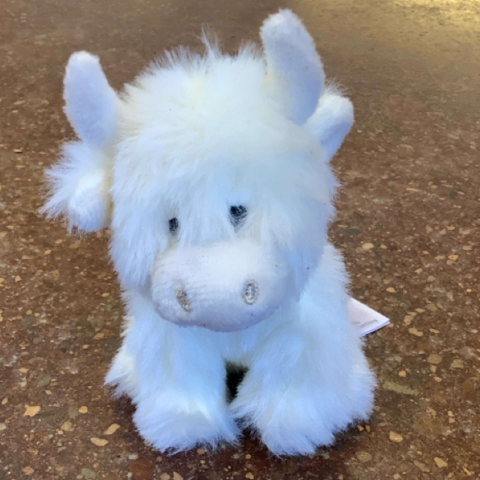 TINY COW at the Cedar Pond Farms gift shop — our fluffy Highland cow farm just outside the Smoky Mountains.