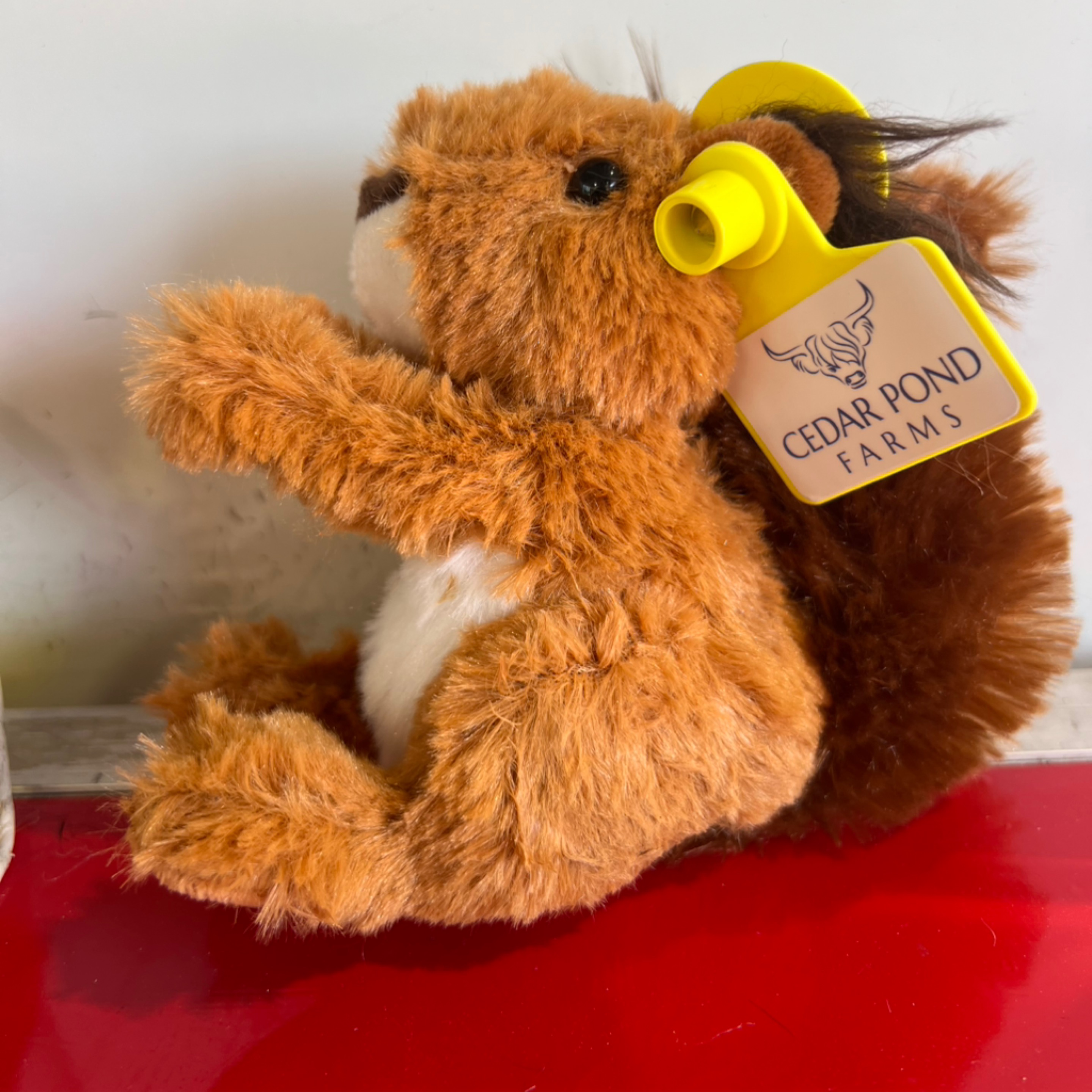 Mini squirrel at the Cedar Pond Farms gift shop — our fluffy Highland cow farm just outside the Smoky Mountains.